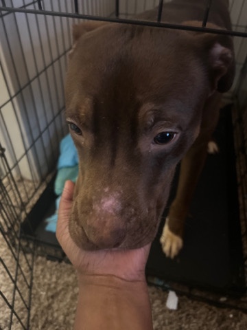 American Pit Bull Terrier – Dog for sell