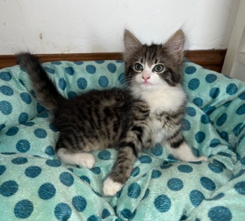 Male Fluffy Kitten
