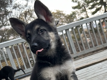 German shepherd puppies 