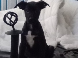 Mixed Breed – belgain Malinois X cane corso – West Yorkshire