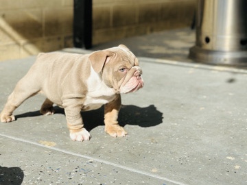 Olde English Bulldogge – bulldog inglés
