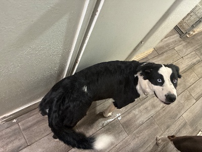 All - Pitsky puppies 6 month old  available for adoption in Phoenix