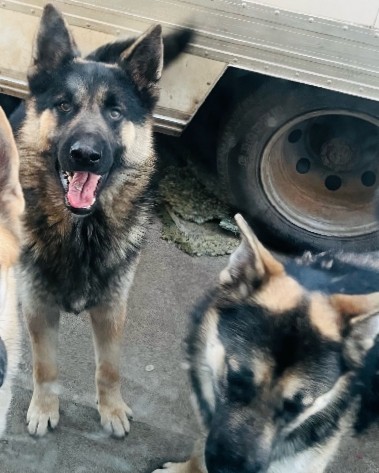 German Shepherd – German Shepherds