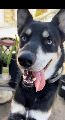 Siberian Husky – husky mix German Shepard