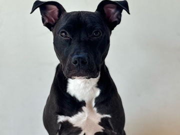 American Pit Bull Terrier - Rehome🎀 available for adoption in San Diego