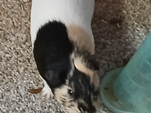 guniea pig looking for a loving home