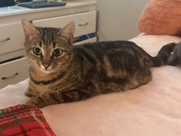 Sweet Swirly needs a home – Anderson