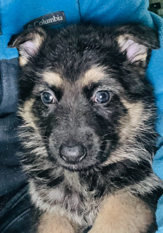 German Shepherd – Rehoming German Shepherd