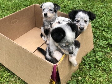 BLU HEELER/Australian/Shepherds – Johnstown