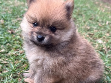 Pomeranian - Purebred Pomeranians  available for adoption in Sydney