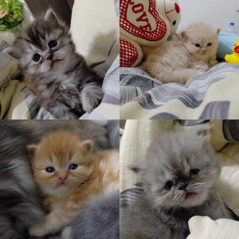 Persian (Modern) – Persian kitten