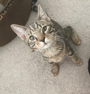 Russian White, Black and Tabby – Short haired tabby