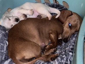 Dachshund – Cotton Ball – Newalla