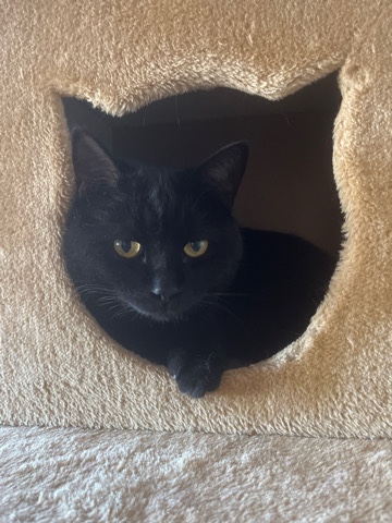Bombay – my gato