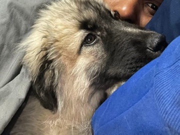 German Shepherd – Zuri – Madison