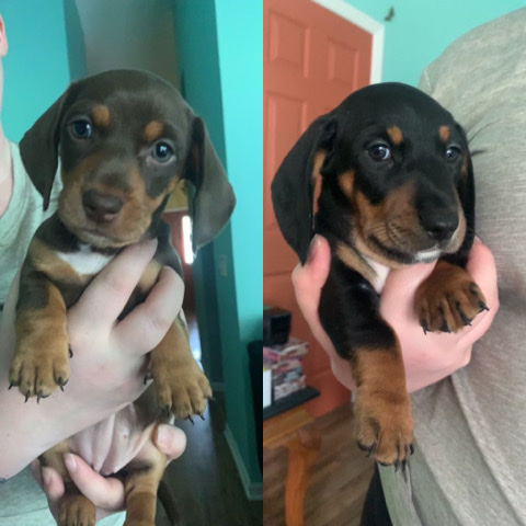 Dachshund – Miniature Dachshund Puppies for Sale