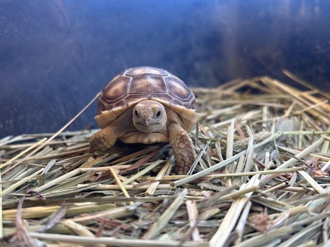 Sulcata Tortoise – tortoise – Bakersfield