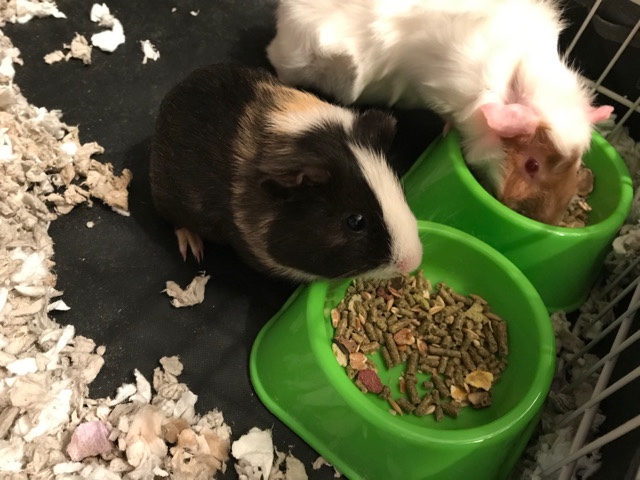Any – Two Guinea Pigs need loving home!