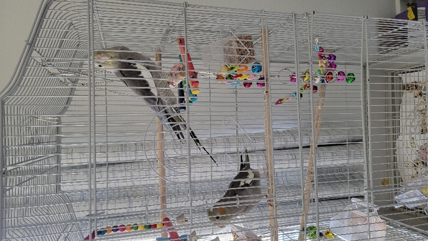 Cockatiel – cherry berry needs new home n caring parents