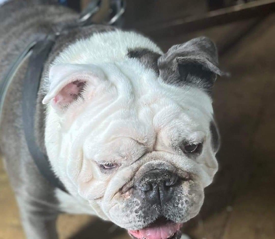 Olde English Bulldogge – Zulily