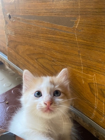 Cat selling