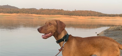 Vizsla – 2yr old Vizsla Benelli