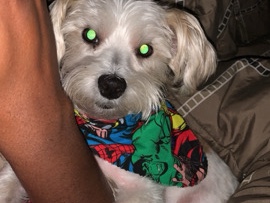Lhasa Apso – Lhasa Apso – Richmond