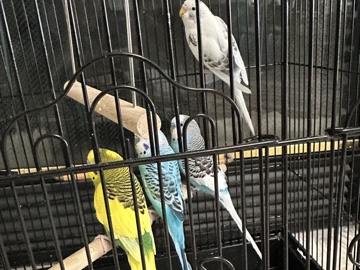 Parakeet – 4 Parakeets – Chico