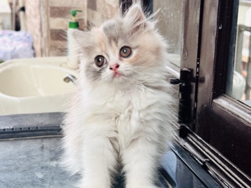 Persian (Traditional) – Persian calico Female