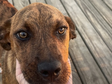 Mixed Breed – loving sweet puppy – Marquez