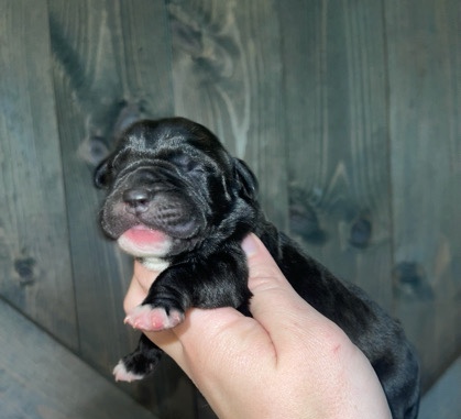 Cane Corso – Cane Corso