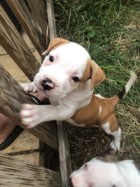 American Bulldog – American Bulldog cross puppies