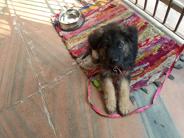 german shepherd puppy