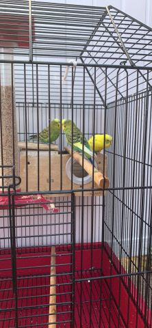 Indian Ringneck Parakeet – 3 parakeets with a home