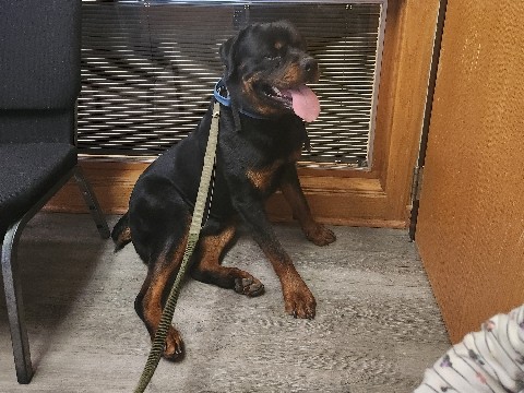Rottweiler for sell