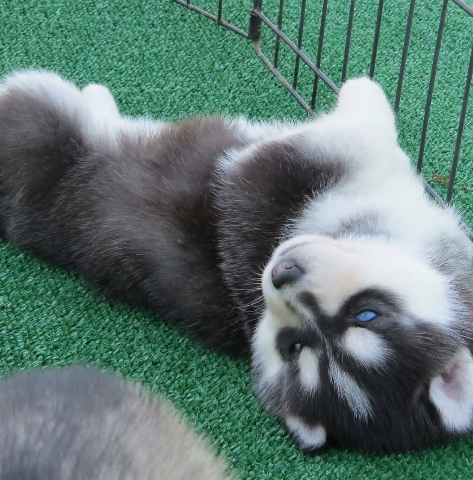 Siberian Husky – cute and healthy Siberian puppies for sale