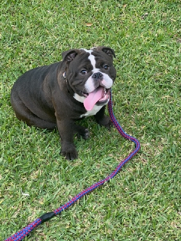Bulldog – Kano English Bulldog