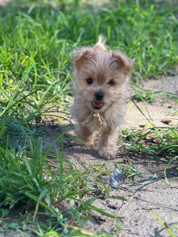 Pomeranian – teacup pom