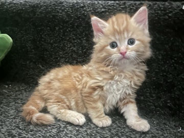 Maine Coon – gorgeous ginger boy Maine **** – Thornton-Cleveleys