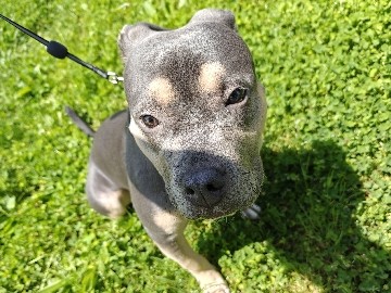 Luna – Akron