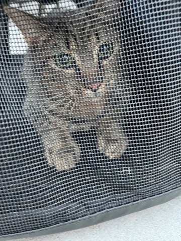 free kitten