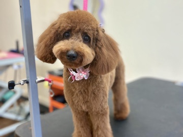 Poodle – Rehoming Mini Poodle – Snellville