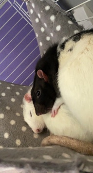 2x male rats