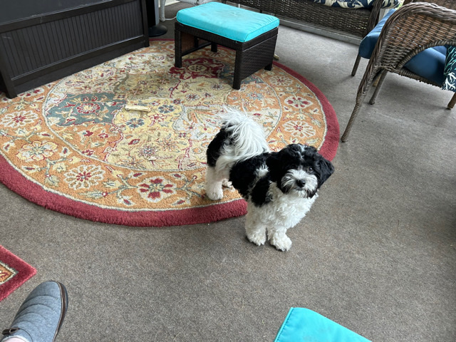 Havanese for sale