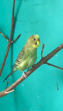 Parakeets