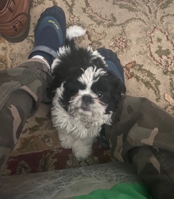 Shih Tzu – “ monkey “ Shih Tzu