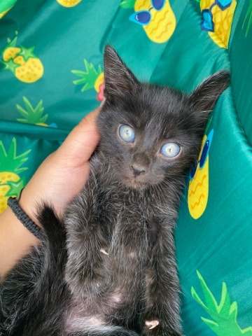 Bombay – black kittens