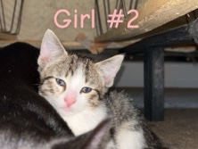 Rehoming kitten – Omaha