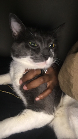 Russian White, Black and Tabby – portals care of him