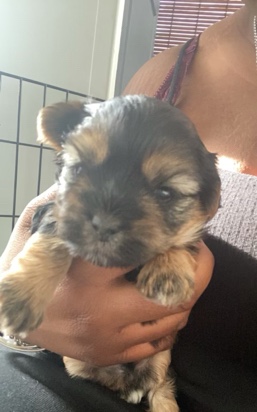 Shih Tzu – Maltese/ Shih Tzu